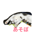 イタズラ猫のマロンちゃん（個別スタンプ：3）