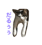 イタズラ猫のマロンちゃん（個別スタンプ：4）