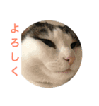 イタズラ猫のマロンちゃん（個別スタンプ：5）