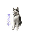 イタズラ猫のマロンちゃん（個別スタンプ：6）