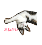 イタズラ猫のマロンちゃん（個別スタンプ：7）