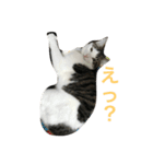 イタズラ猫のマロンちゃん（個別スタンプ：8）