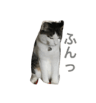 イタズラ猫のマロンちゃん（個別スタンプ：9）