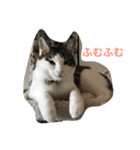 イタズラ猫のマロンちゃん（個別スタンプ：10）