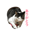 イタズラ猫のマロンちゃん（個別スタンプ：11）