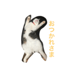 イタズラ猫のマロンちゃん（個別スタンプ：18）