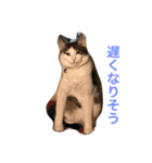 イタズラ猫のマロンちゃん（個別スタンプ：19）
