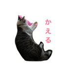 イタズラ猫のマロンちゃん（個別スタンプ：20）