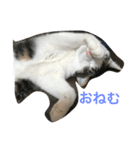 イタズラ猫のマロンちゃん（個別スタンプ：21）