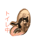イタズラ猫のマロンちゃん（個別スタンプ：24）