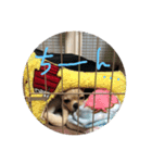 こてこて（個別スタンプ：14）