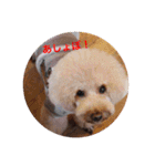 Love...Toypoodle！（個別スタンプ：1）