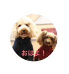 Love...Toypoodle！（個別スタンプ：2）