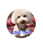 Love...Toypoodle！（個別スタンプ：3）
