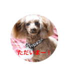 Love...Toypoodle！（個別スタンプ：4）