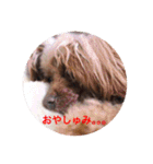 Love...Toypoodle！（個別スタンプ：7）