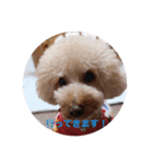 Love...Toypoodle！（個別スタンプ：8）