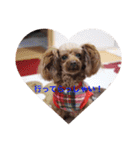 Love...Toypoodle！（個別スタンプ：9）