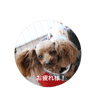 Love...Toypoodle！（個別スタンプ：10）