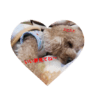 Love...Toypoodle！（個別スタンプ：11）