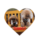Love...Toypoodle！（個別スタンプ：12）