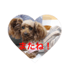 Love...Toypoodle！（個別スタンプ：14）