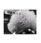 Love...Toypoodle！（個別スタンプ：17）