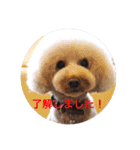 Love...Toypoodle！（個別スタンプ：18）