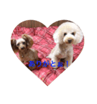 Love...Toypoodle！（個別スタンプ：19）