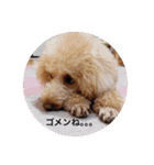 Love...Toypoodle！（個別スタンプ：20）
