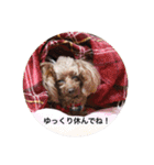 Love...Toypoodle！（個別スタンプ：21）