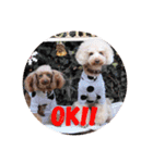 Love...Toypoodle！（個別スタンプ：22）