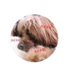 Love...Toypoodle！（個別スタンプ：23）