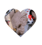 Love...Toypoodle！（個別スタンプ：24）