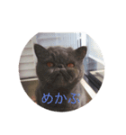 k.riritaya（個別スタンプ：5）
