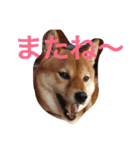 てつそら（個別スタンプ：21）