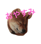 てつそら（個別スタンプ：24）