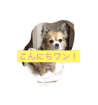 すぐキレるチワワのナナ＆チョコ（個別スタンプ：1）