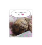 すぐキレるチワワのナナ＆チョコ（個別スタンプ：2）