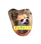 すぐキレるチワワのナナ＆チョコ（個別スタンプ：3）