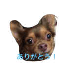 すぐキレるチワワのナナ＆チョコ（個別スタンプ：5）