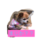 すぐキレるチワワのナナ＆チョコ（個別スタンプ：8）