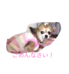 すぐキレるチワワのナナ＆チョコ（個別スタンプ：11）