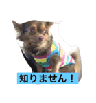 すぐキレるチワワのナナ＆チョコ（個別スタンプ：13）