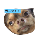 すぐキレるチワワのナナ＆チョコ（個別スタンプ：14）