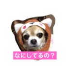 すぐキレるチワワのナナ＆チョコ（個別スタンプ：17）