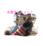すぐキレるチワワのナナ＆チョコ（個別スタンプ：19）