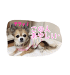 すぐキレるチワワのナナ＆チョコ（個別スタンプ：21）