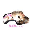 すぐキレるチワワのナナ＆チョコ（個別スタンプ：24）