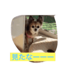 すぐキレるチワワのナナ＆チョコ（個別スタンプ：25）